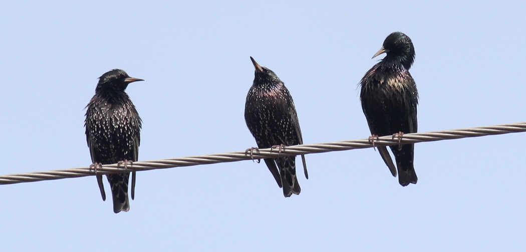 Common Starling