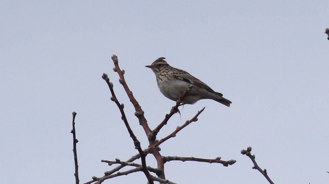 Woodlark
