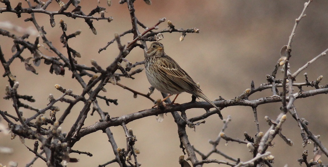 Corn Bunting