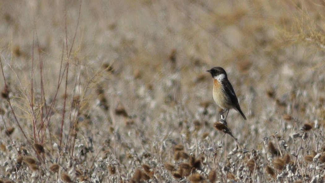 European Stonechat