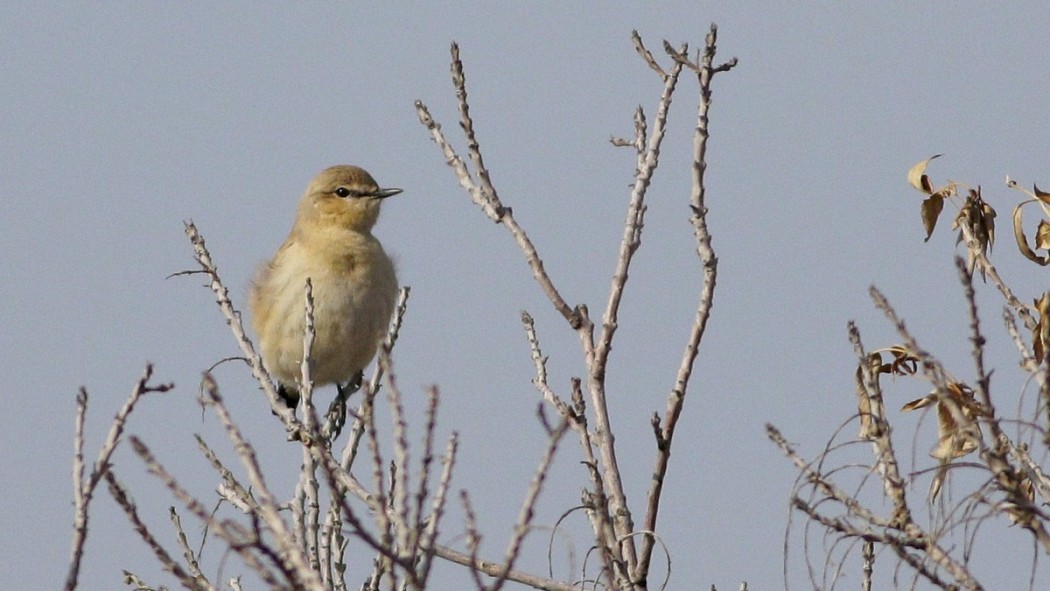 Isabelline Wheatear