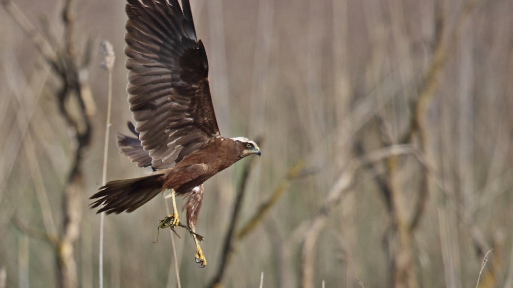Western Marsh Harrier