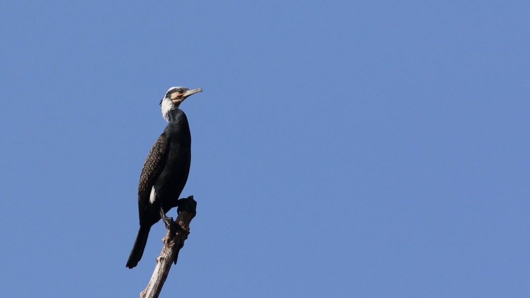 Great Cormorant