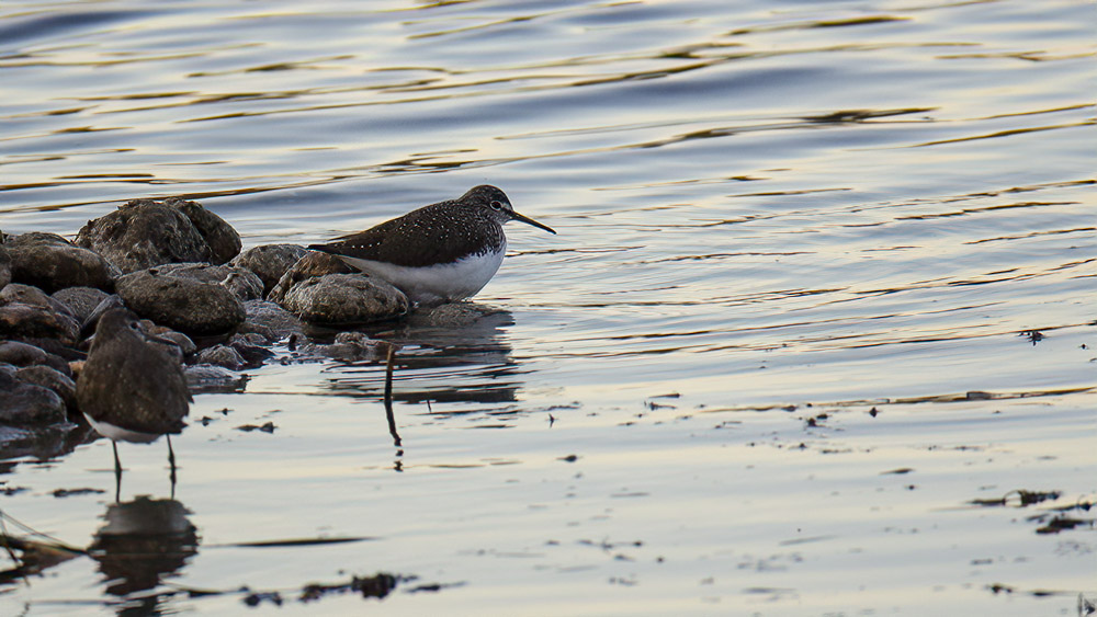Green Sandpiper