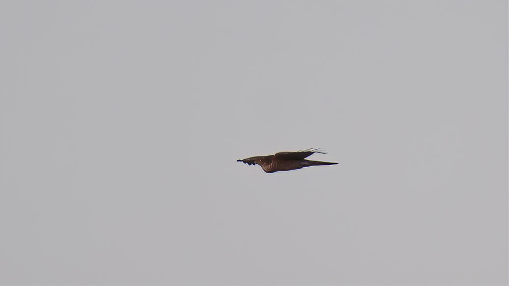 Eurasian Sparrowhawk