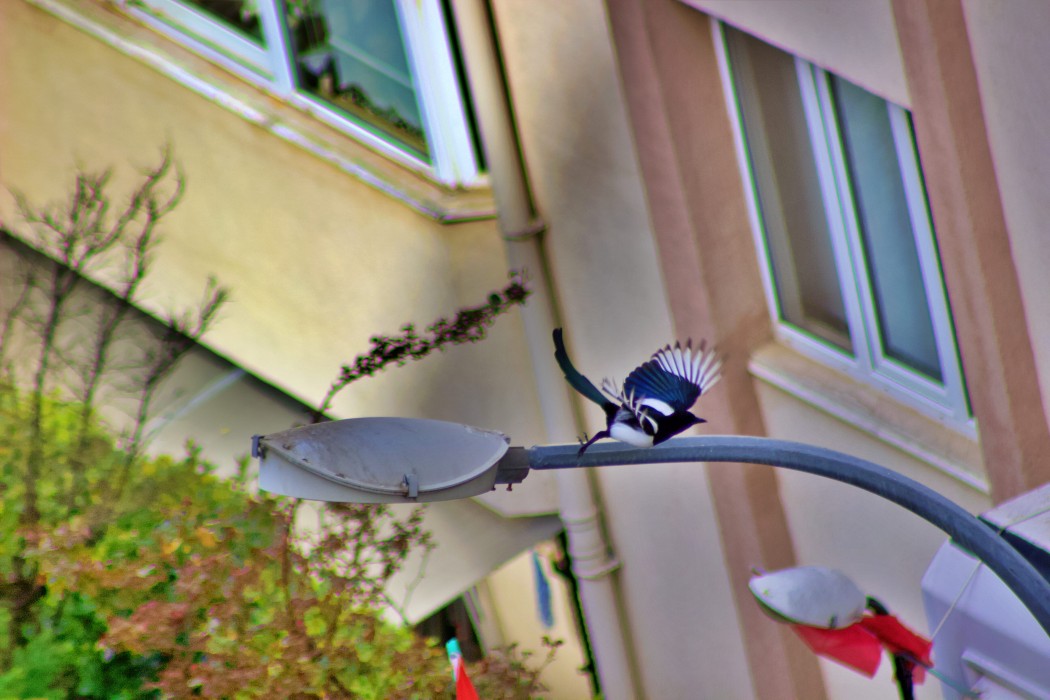 Eurasian Magpie