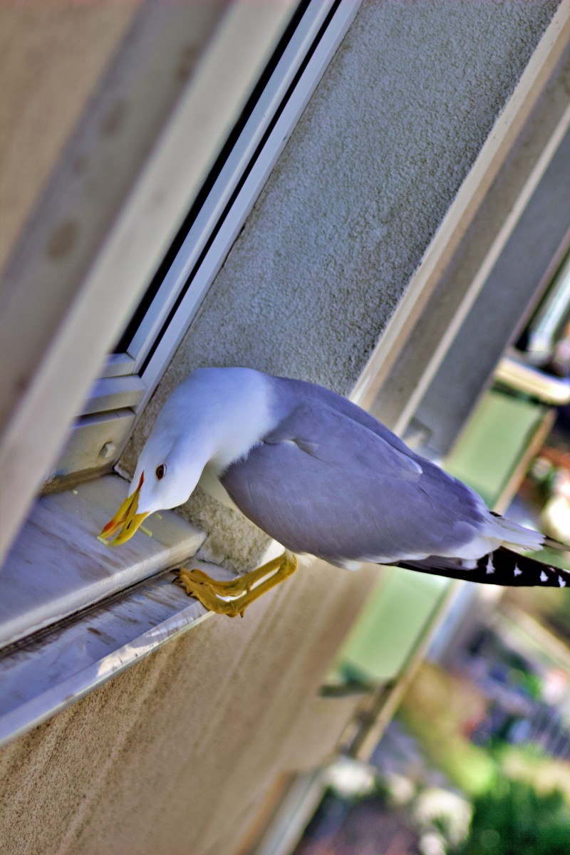 Yellow-legged Gull