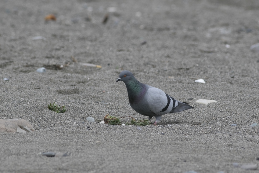 Rock Dove