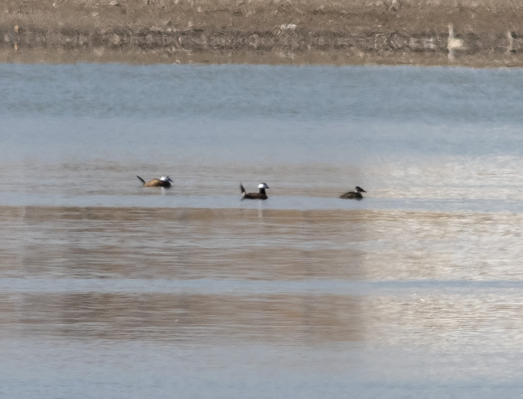 White-headed Duck
