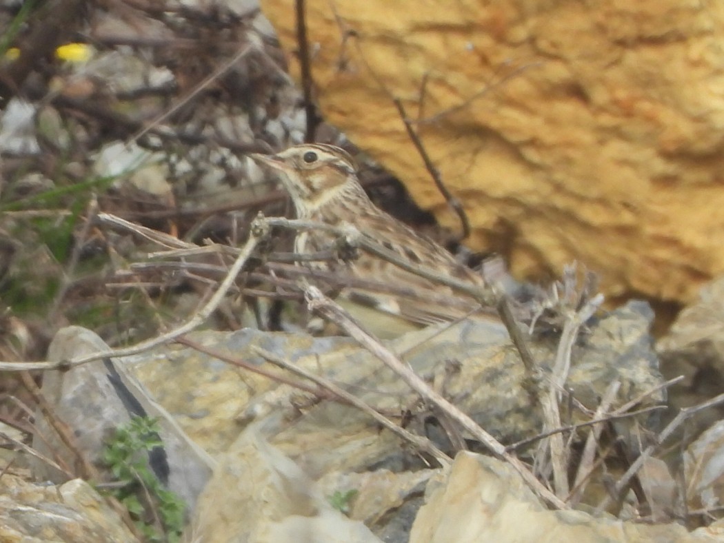 Woodlark