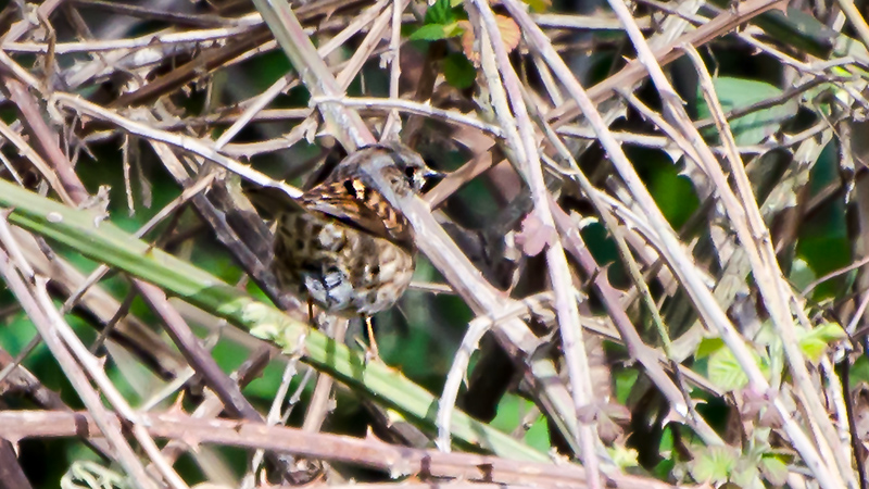 Dunnock