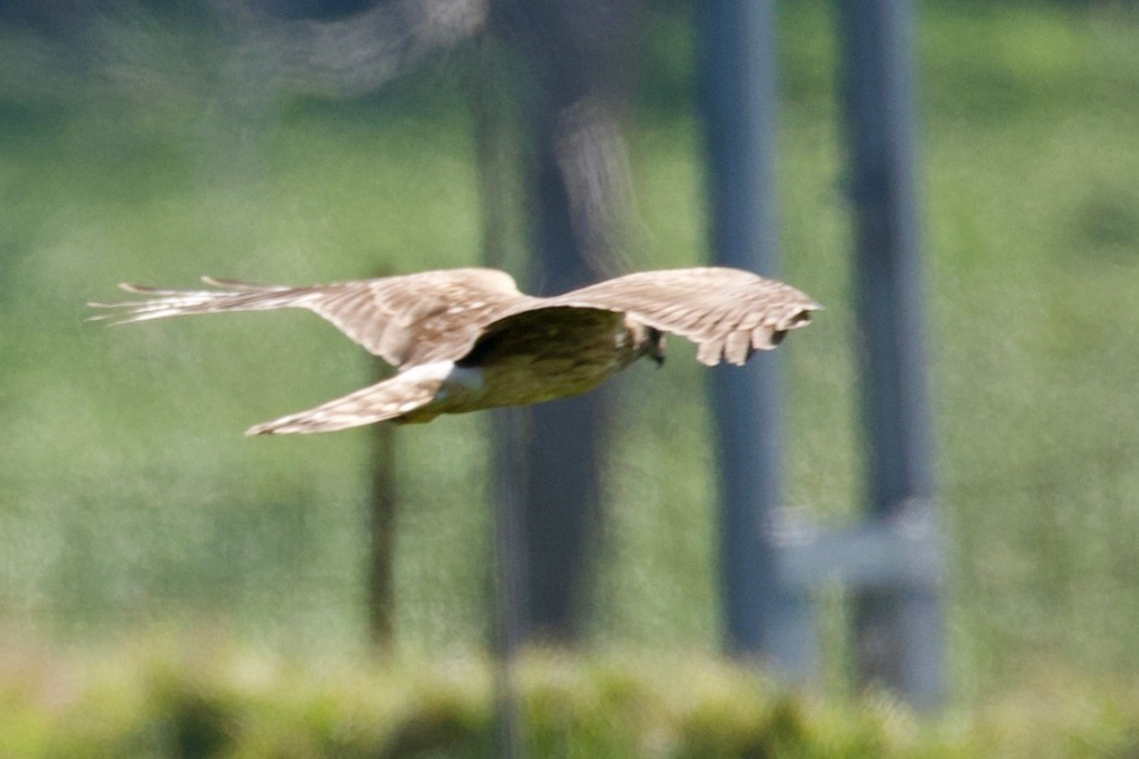 Hen Harrier
