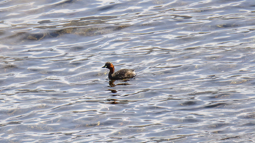 Little Grebe