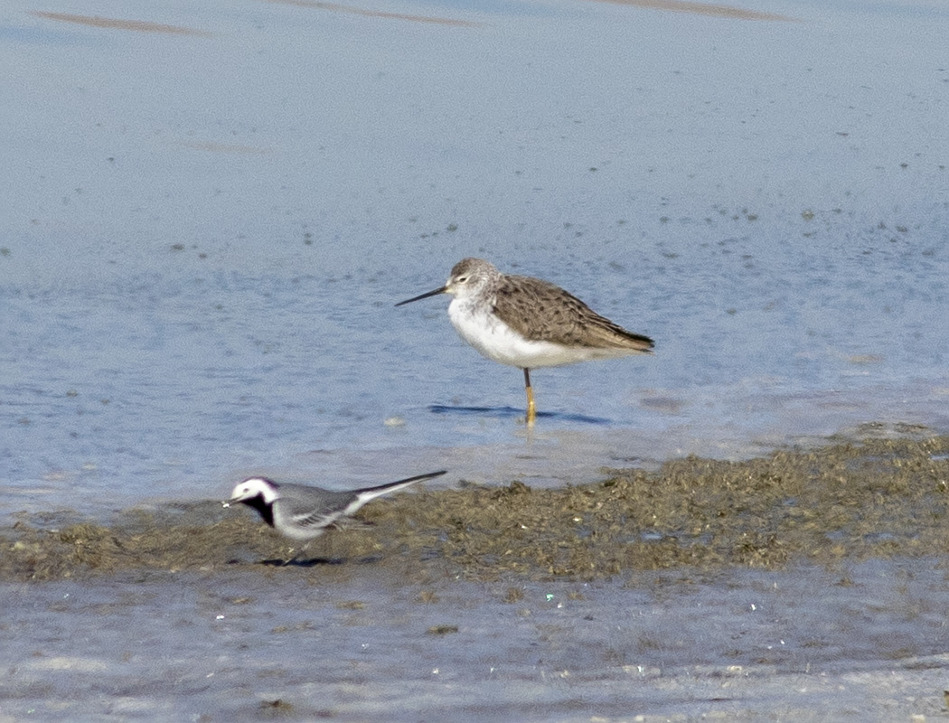Marsh Sandpiper