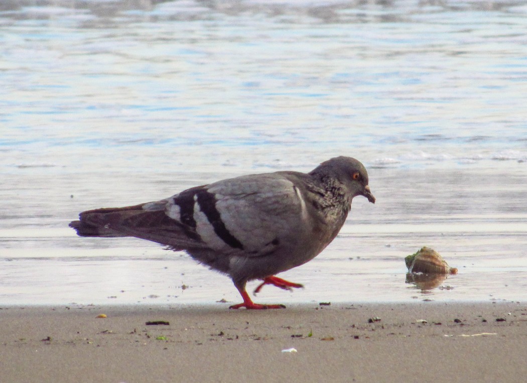 Rock Dove