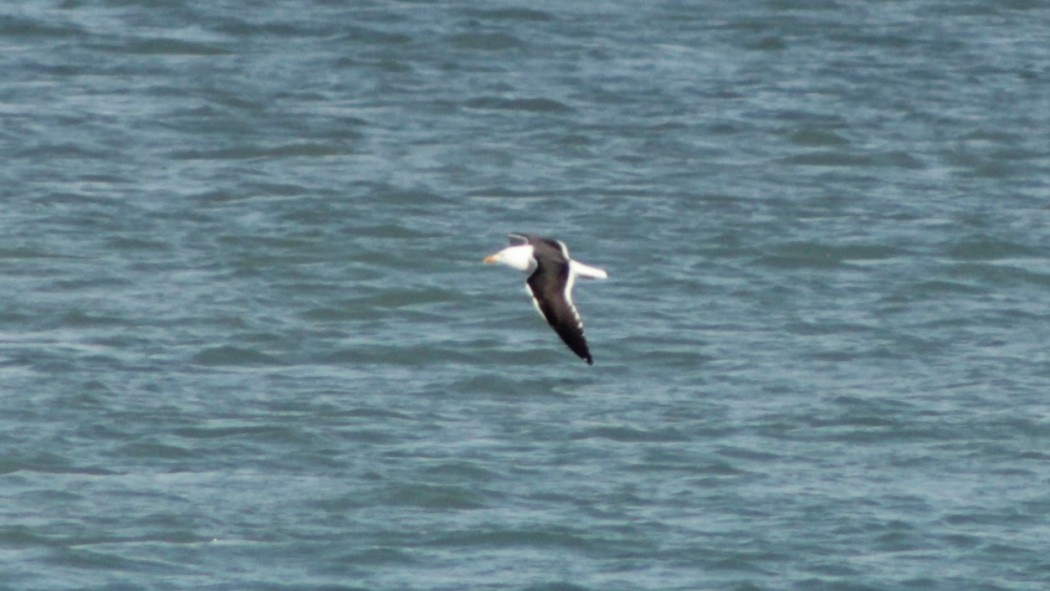 Lesser Black-backed Gull