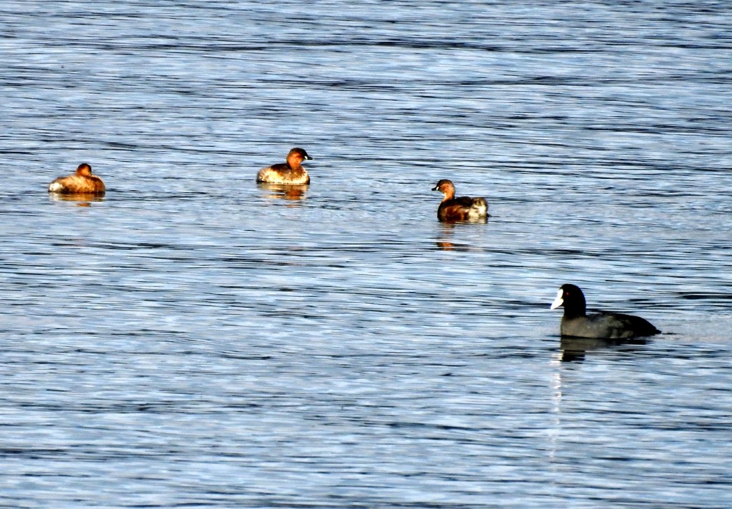 Little Grebe