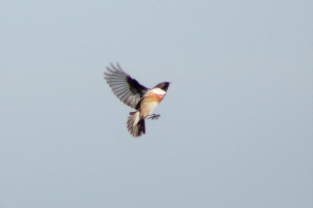 Siberian Stonechat