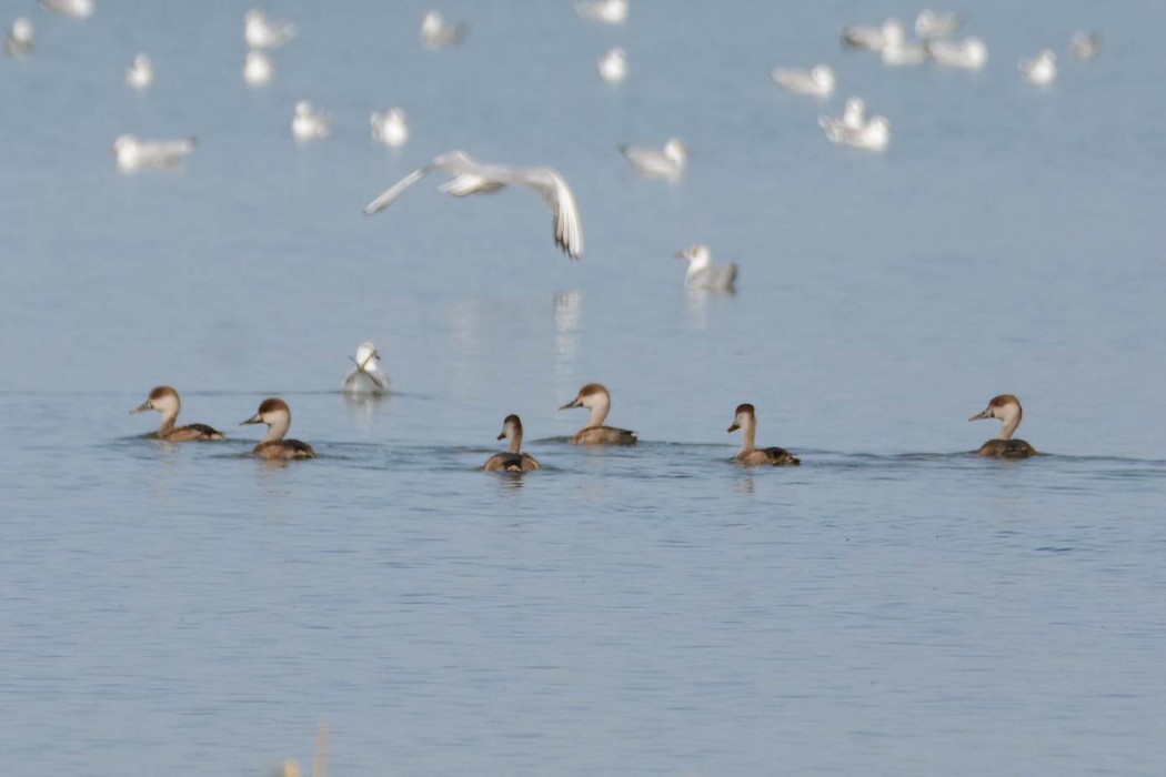 Red-crested Pochard