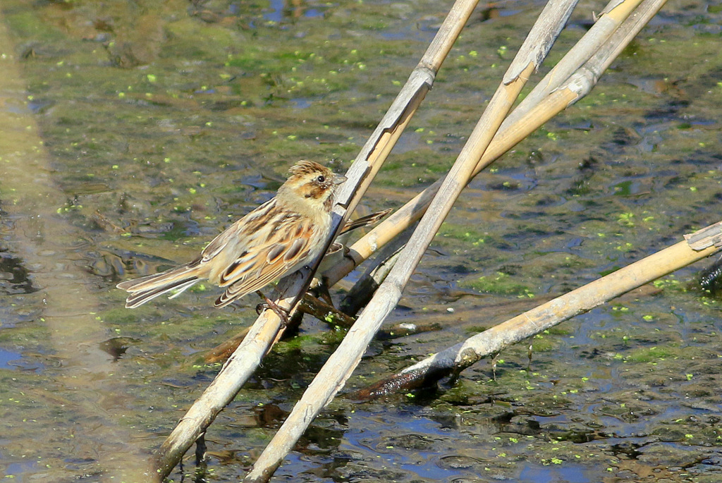 Common Reed Bunting