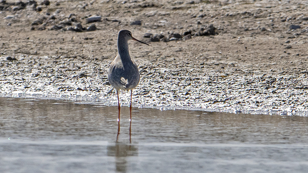 Spotted Redshank