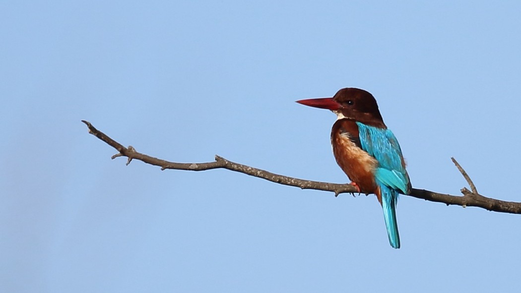 White-throated Kingfisher