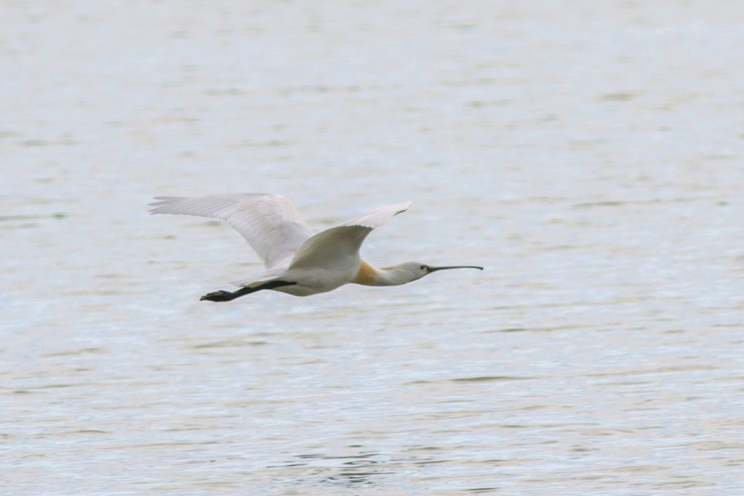Eurasian Spoonbill
