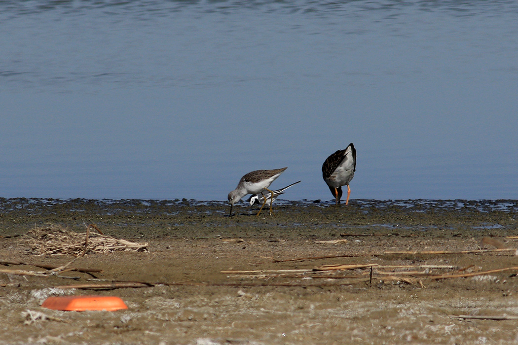 Marsh Sandpiper