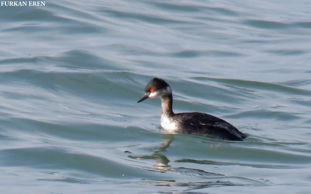 Black-necked Grebe