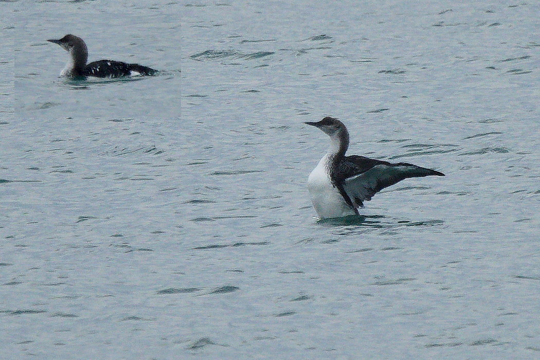 Black-throated Loon