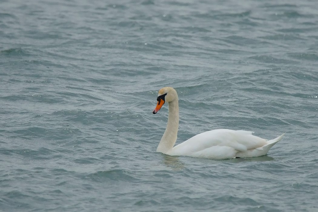Mute Swan