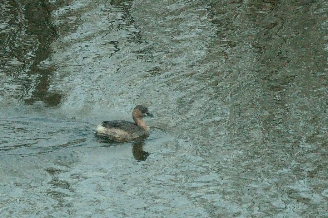 Little Grebe