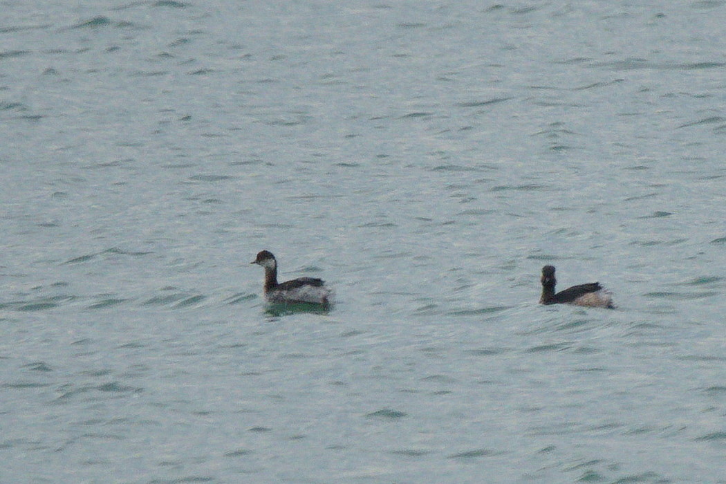 Black-necked Grebe