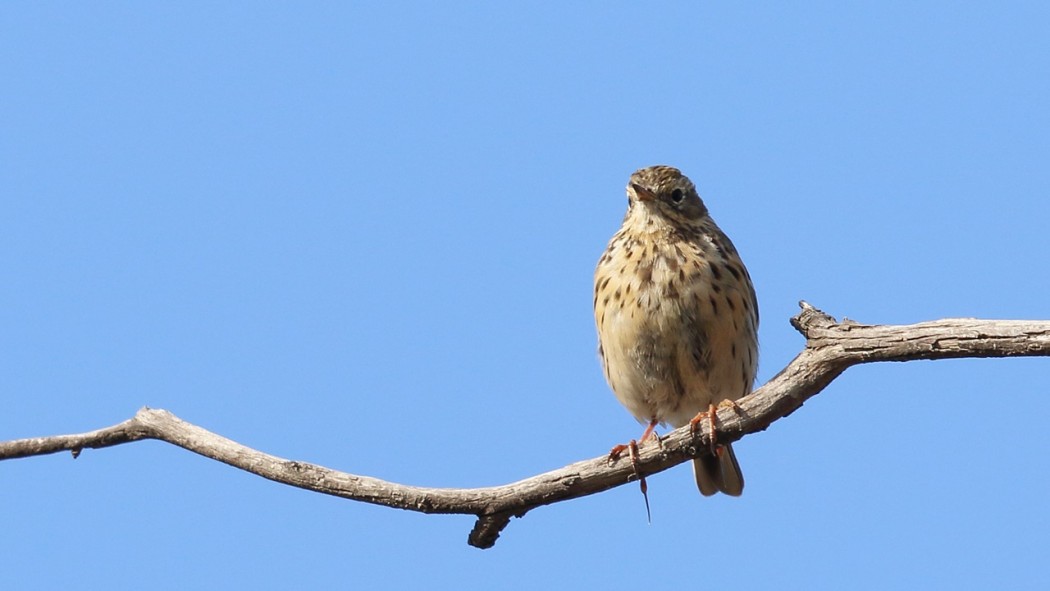 Meadow Pipit
