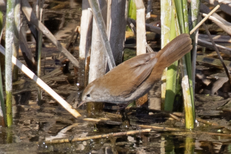 Cetti`s Warbler