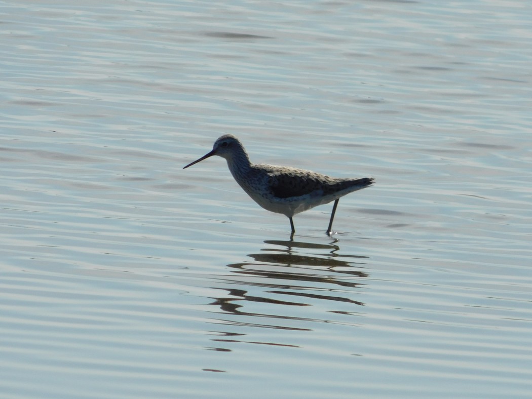 Marsh Sandpiper
