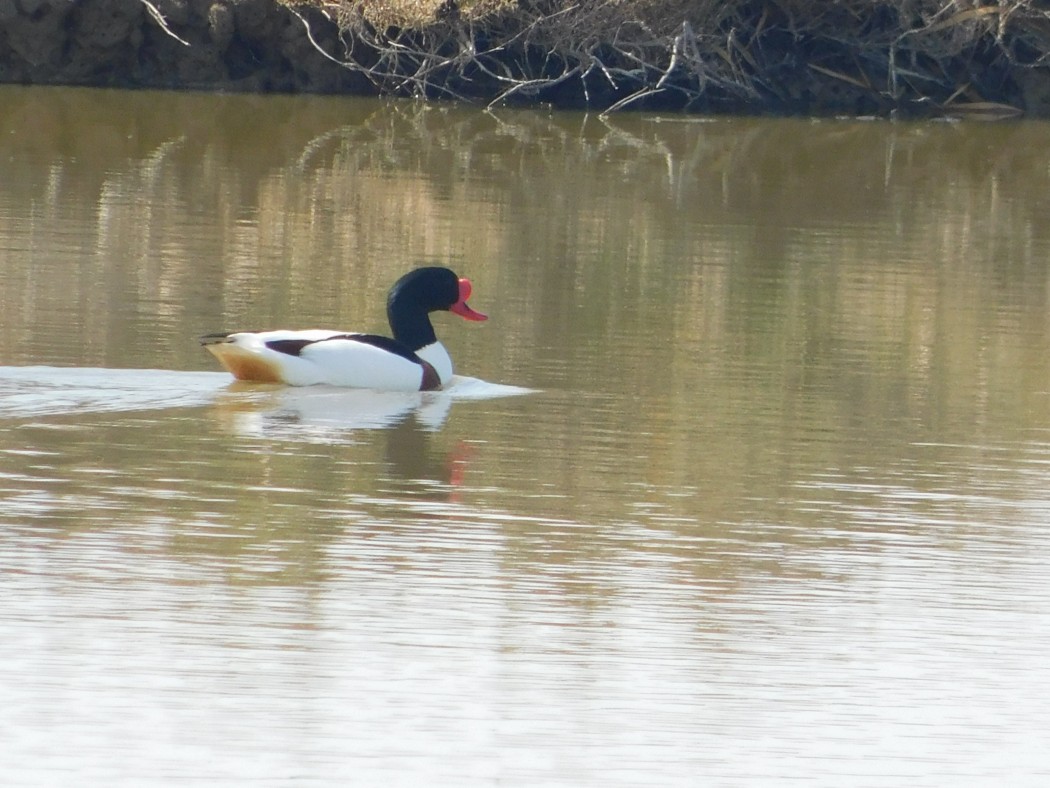 Common Shelduck