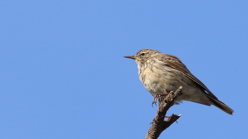 Water Pipit
