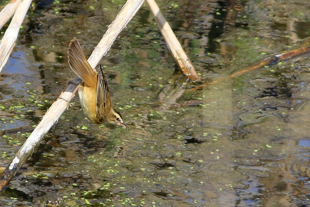 Sedge Warbler