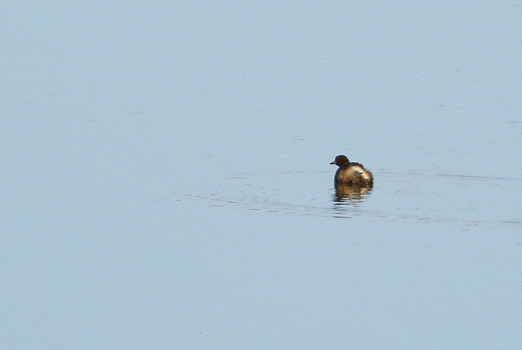 Little Grebe