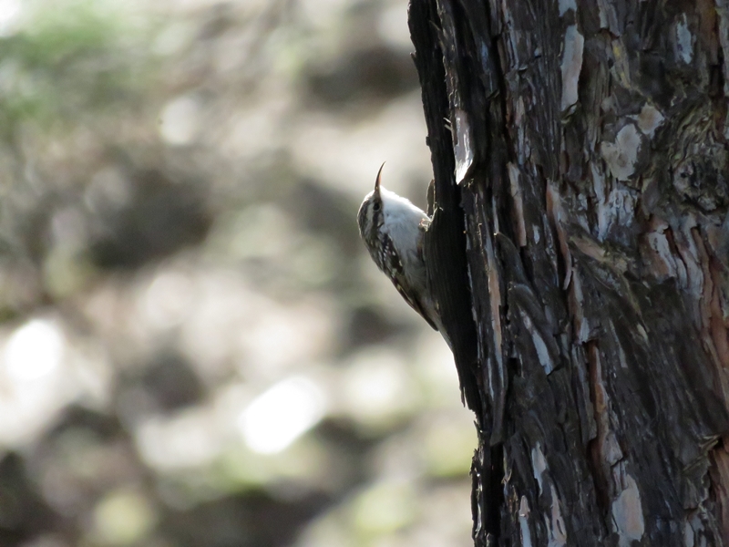 Short-toed Treecreeper