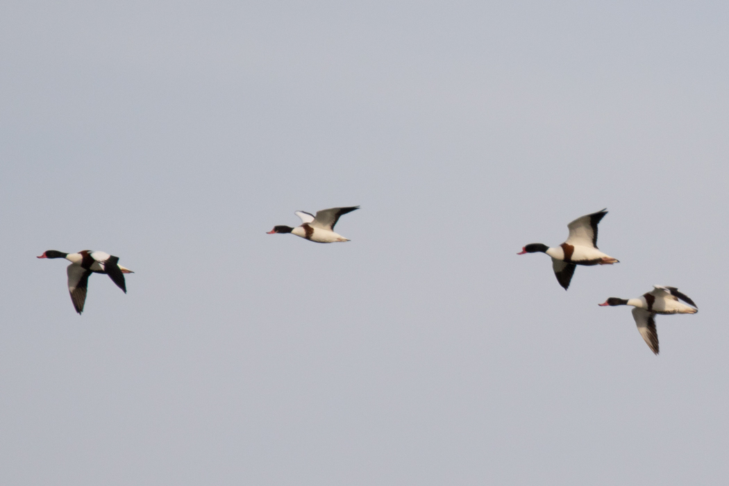 Common Shelduck