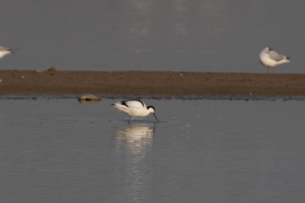 Pied Avocet