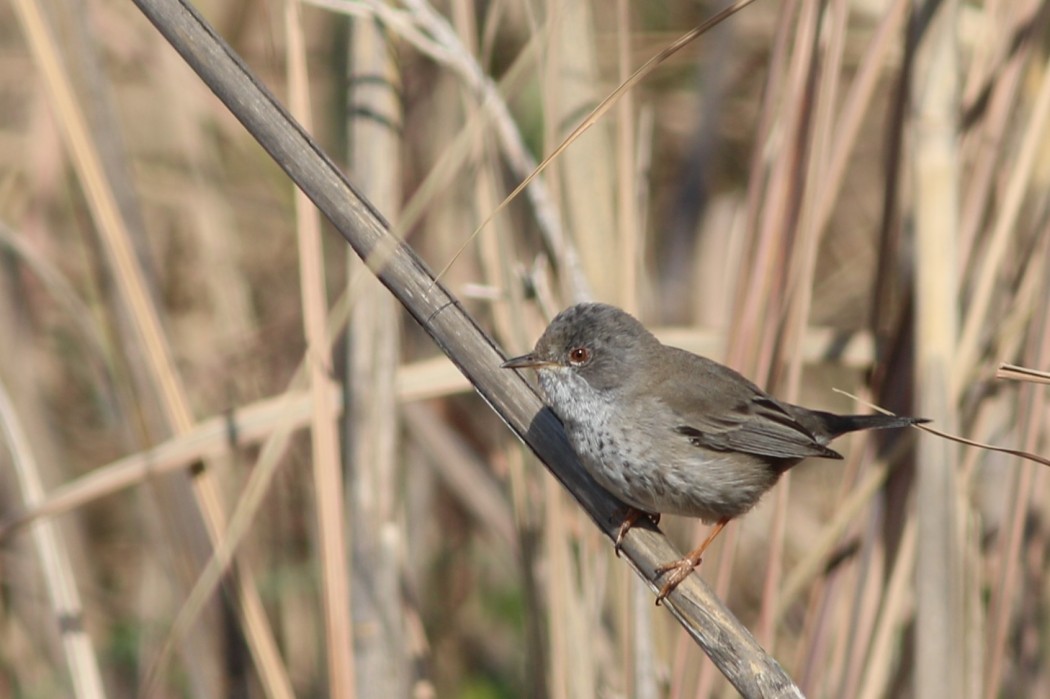 Cyprus Warbler