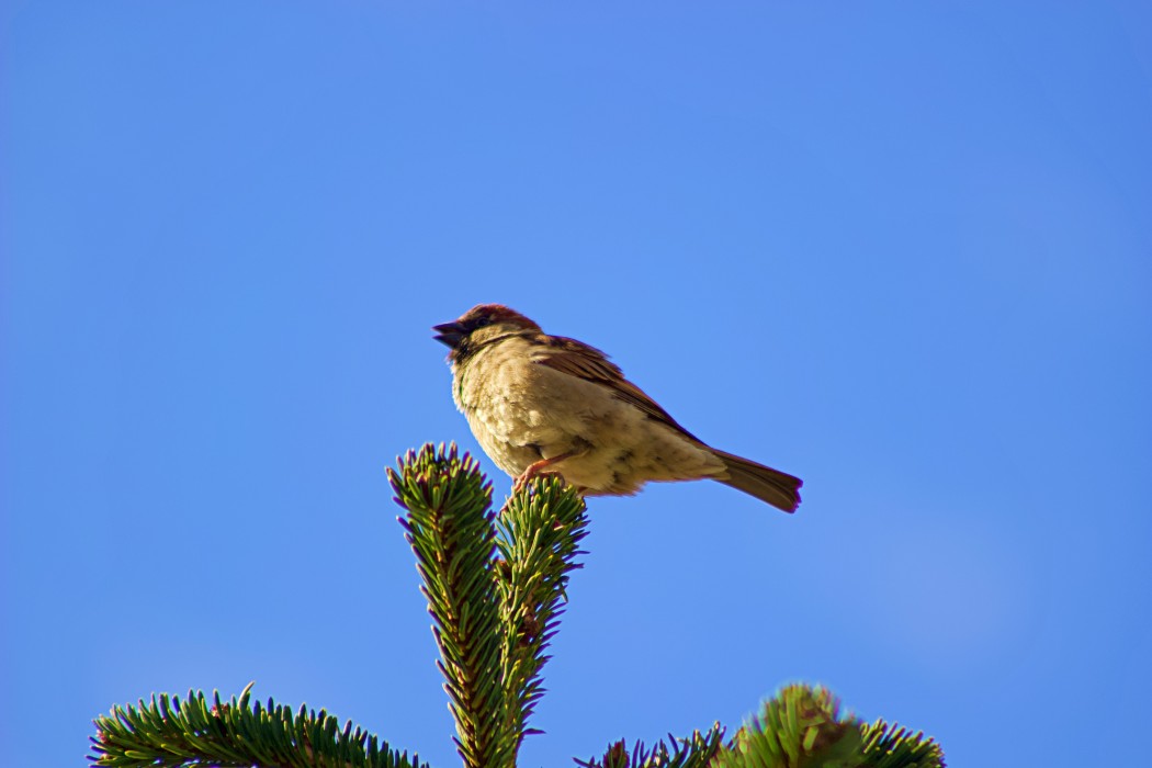 House Sparrow