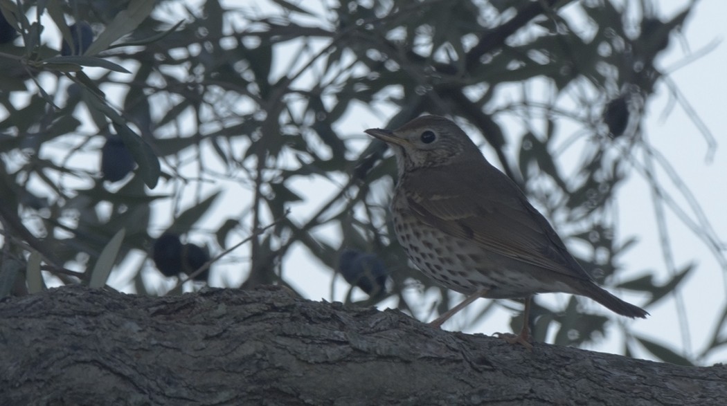 Song Thrush