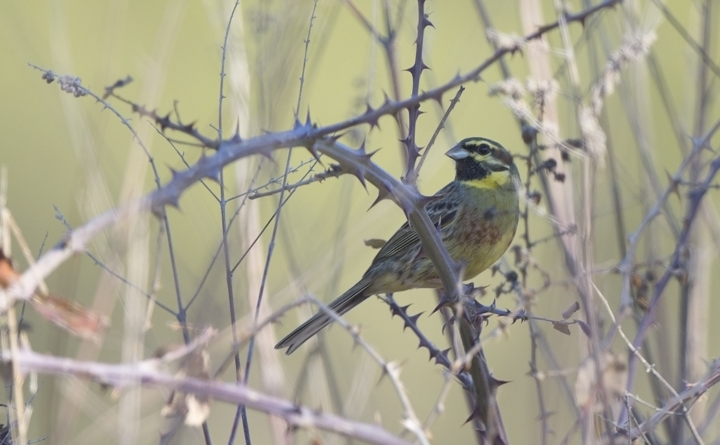 Cirl Bunting