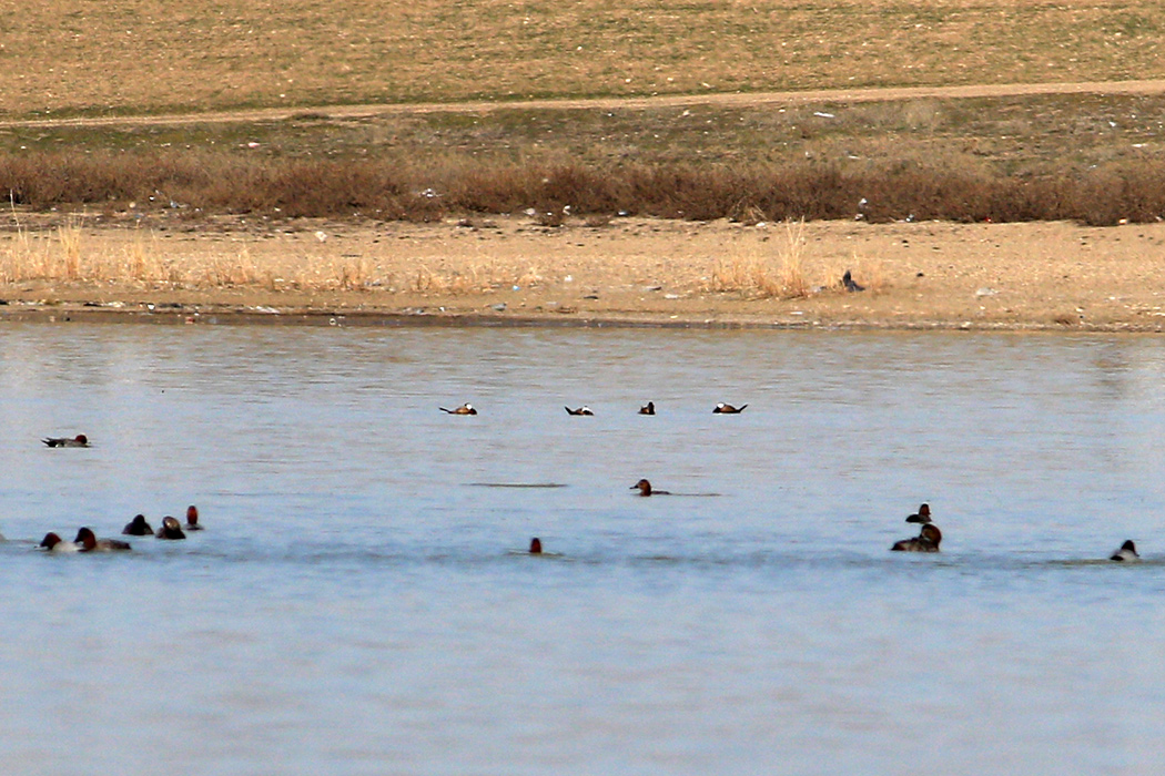 White-headed Duck
