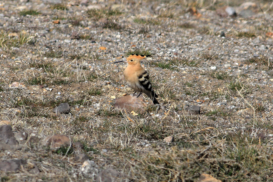 Common Hoopoe