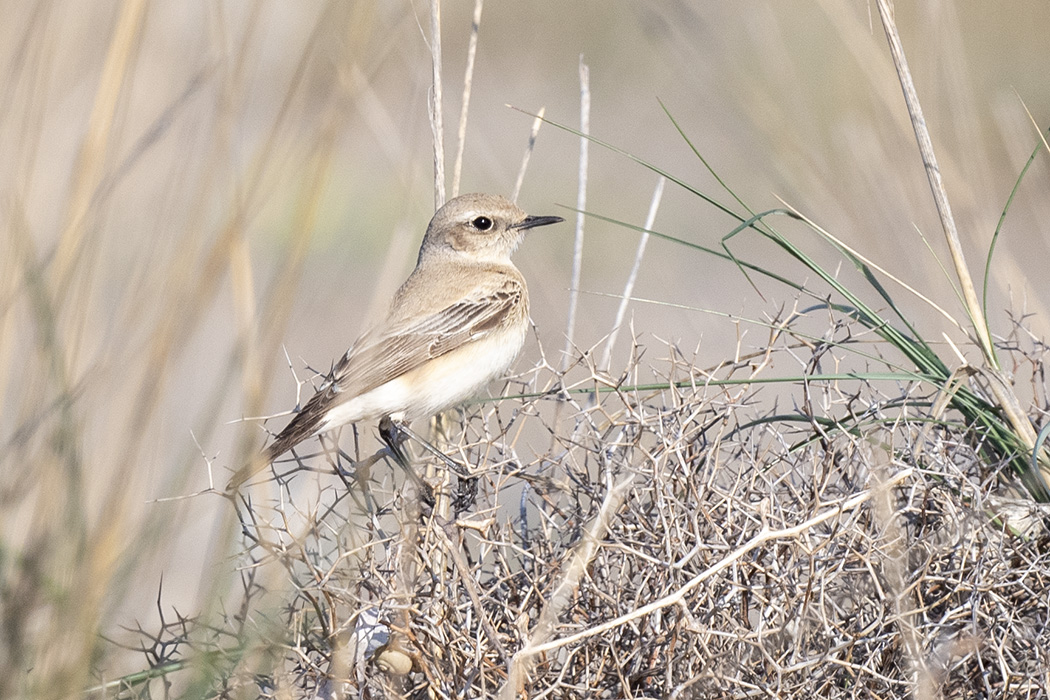 Desert Wheatear